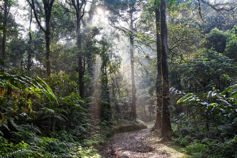Tropical Rainforests