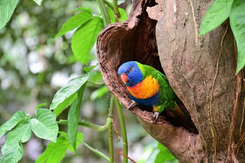 Daintree Rainforest