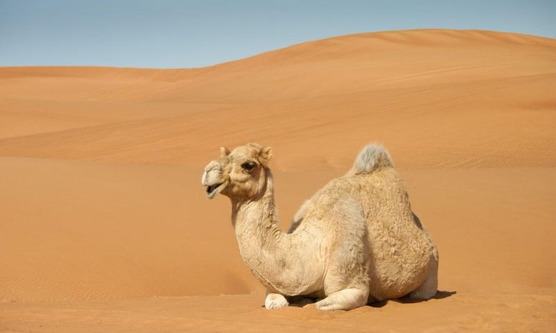Desert Camel Trek