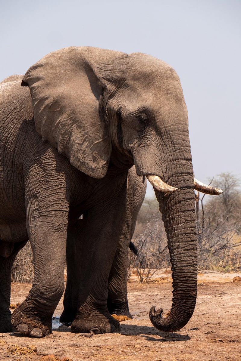 Elephant in the jungle