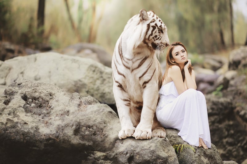 Tiger in the jungle