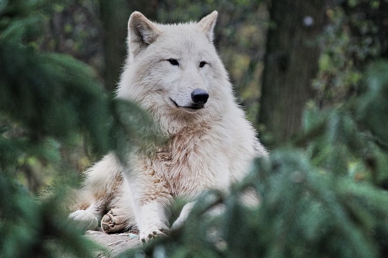 Wildlife Encounter